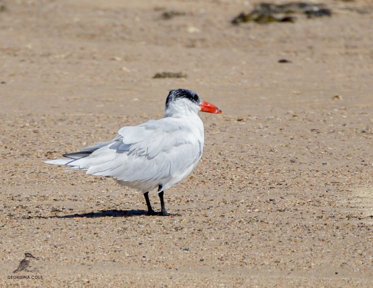 Caspian Tern - Georgina Cole