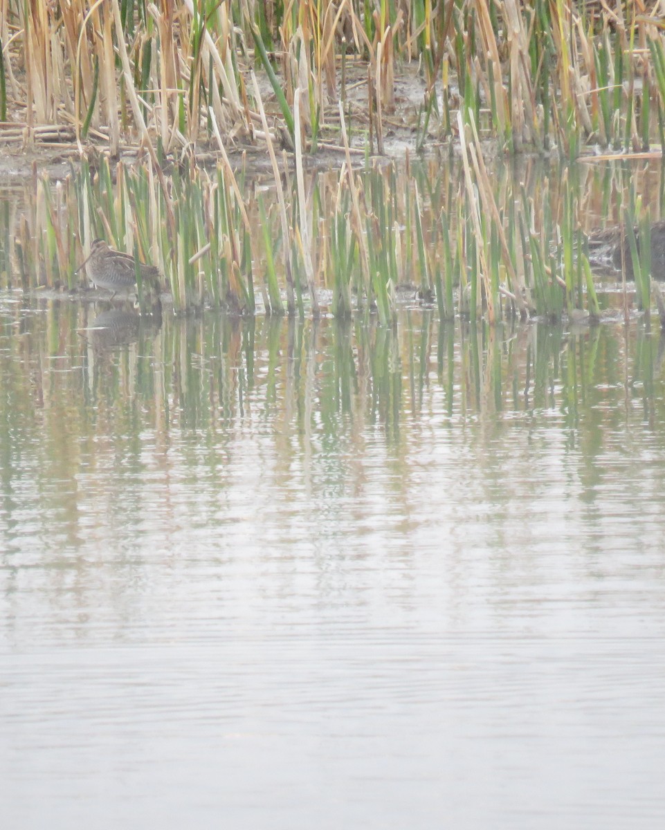 Wilson's Snipe - ML375977391