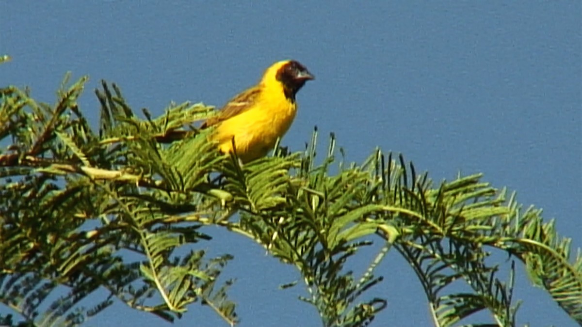 Little Weaver - ML375977921