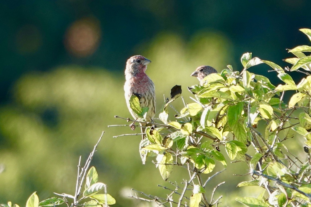 House Finch - ML375978771