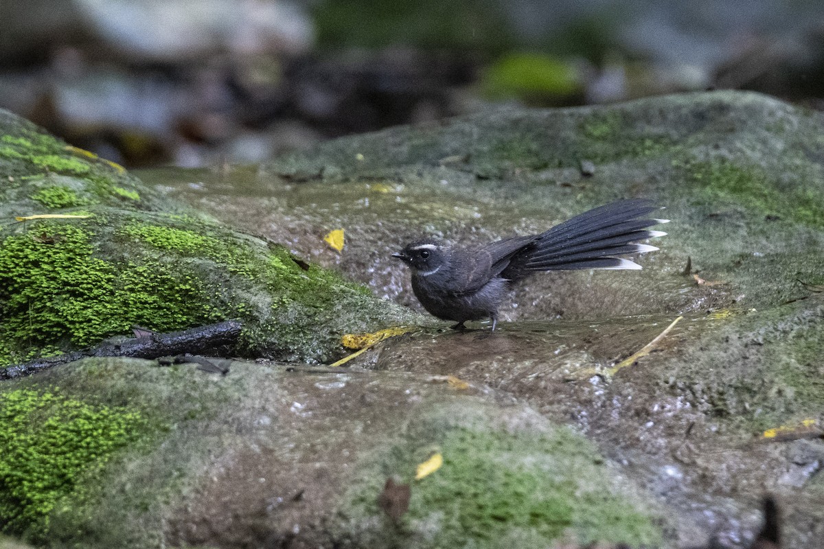 White-throated Fantail - ML375979521