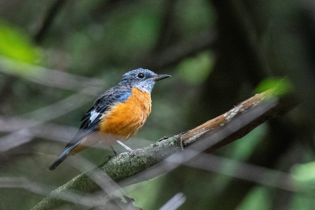 Blue-capped Rock-Thrush - ML375979591