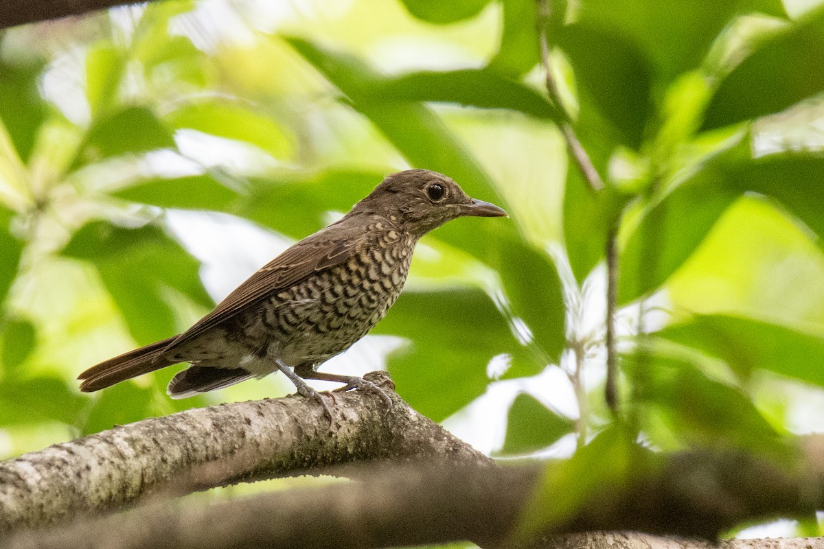 Blue-capped Rock-Thrush - ML375979631