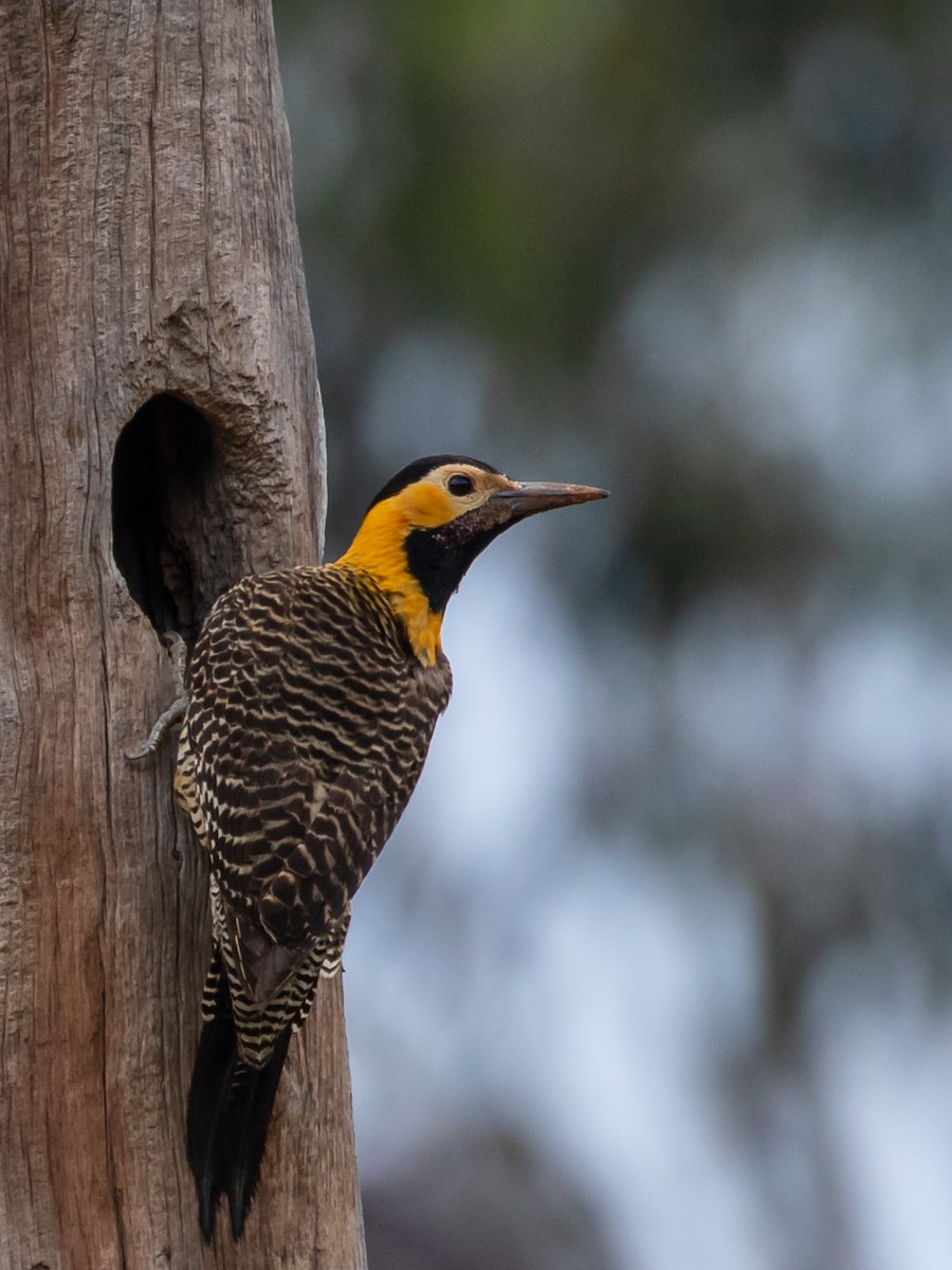 Campo Flicker - Eden Fontes