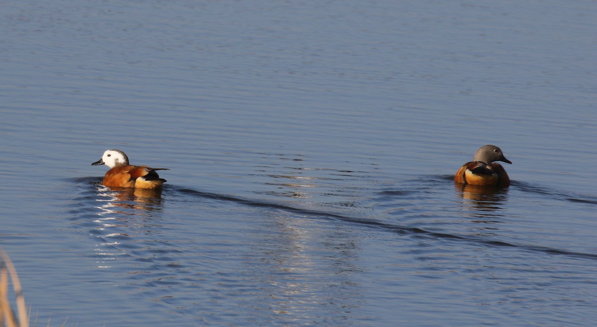 South African Shelduck - ML375985241