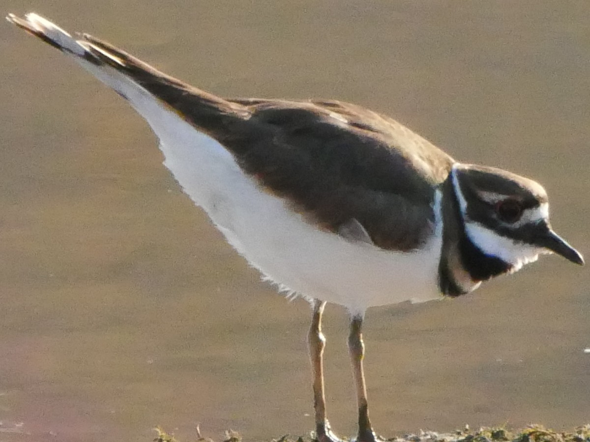 Killdeer - ML375985881