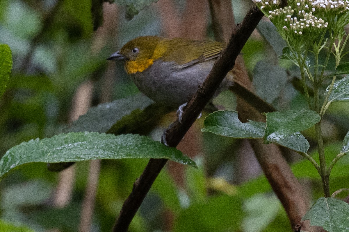 Short-billed Chlorospingus - Ben  Lucking