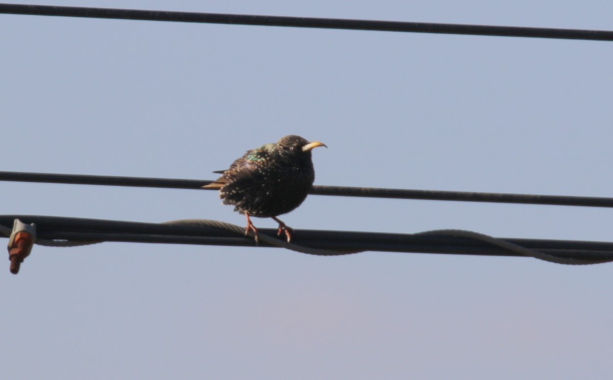 European Starling - ML375986481
