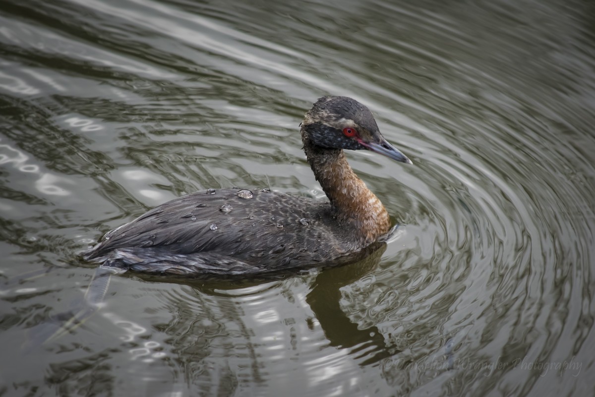 Horned Grebe - ML375986631