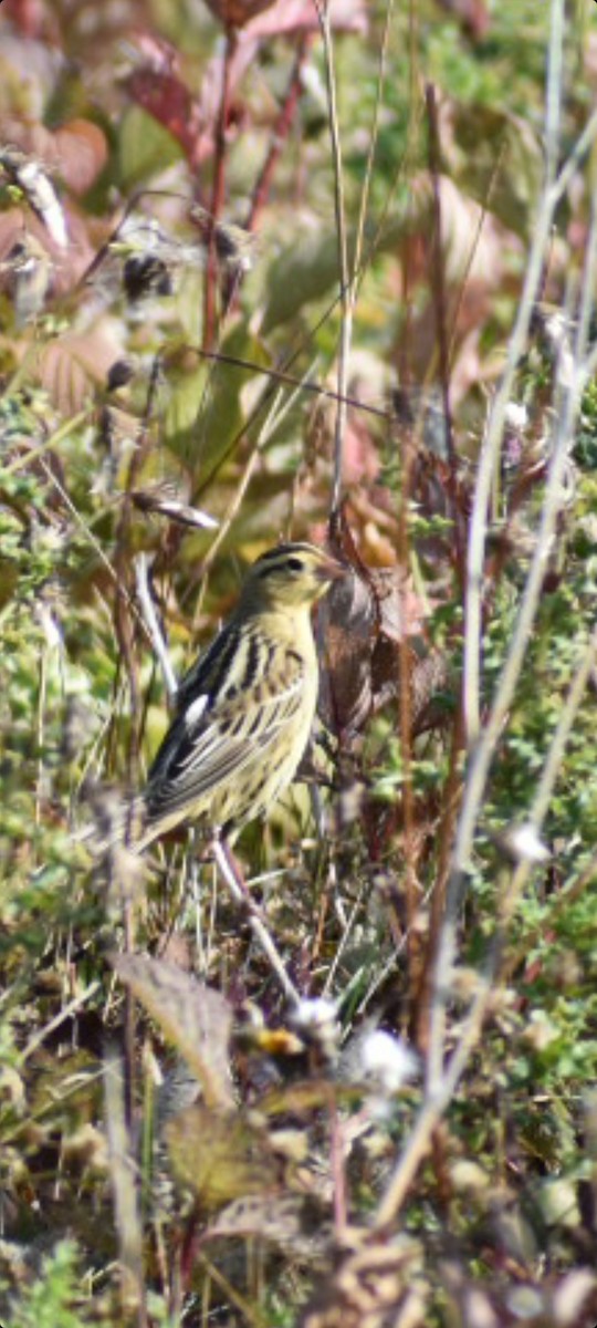 bobolink - ML375987811