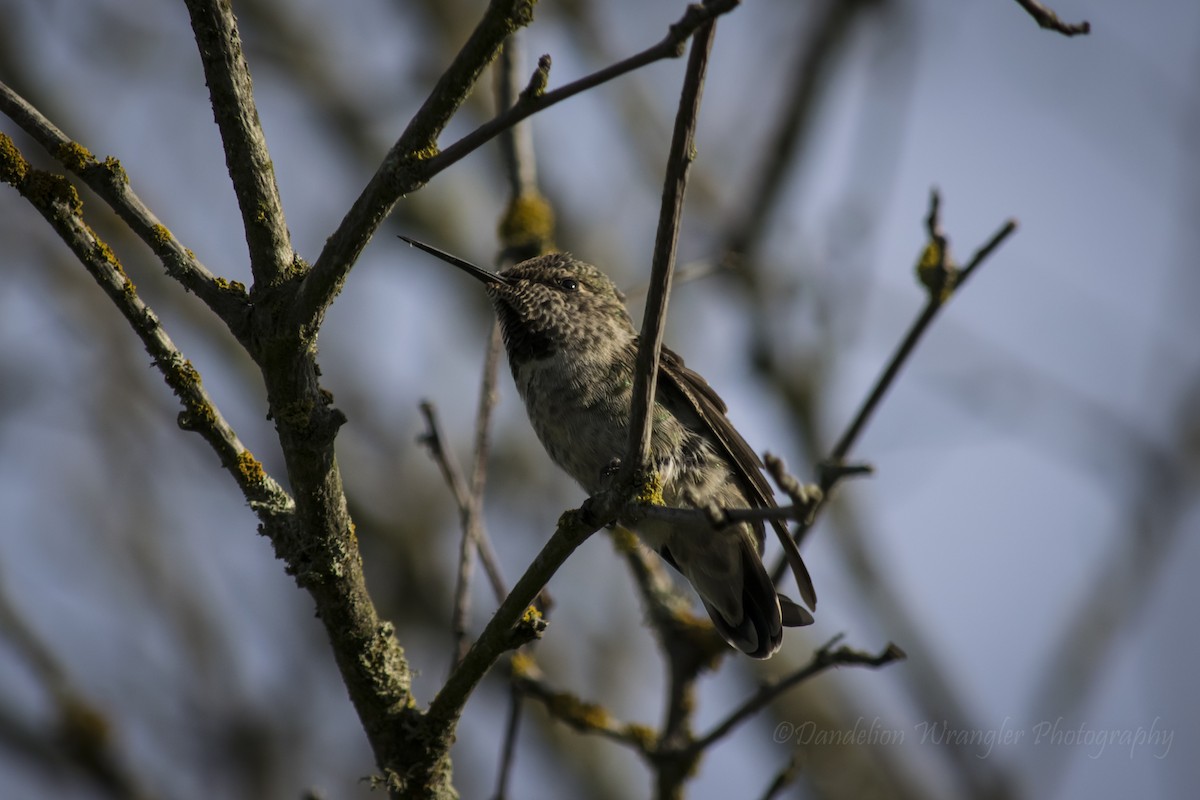 Anna's Hummingbird - Laura Thomas