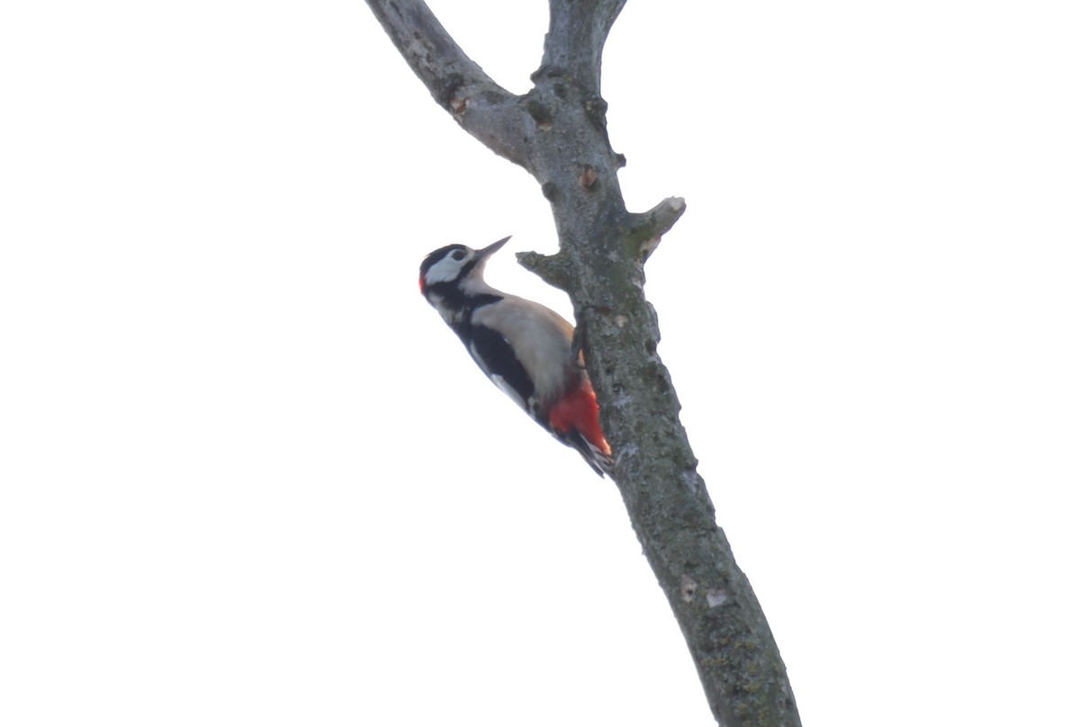 Great Spotted Woodpecker - Pascal Natalino