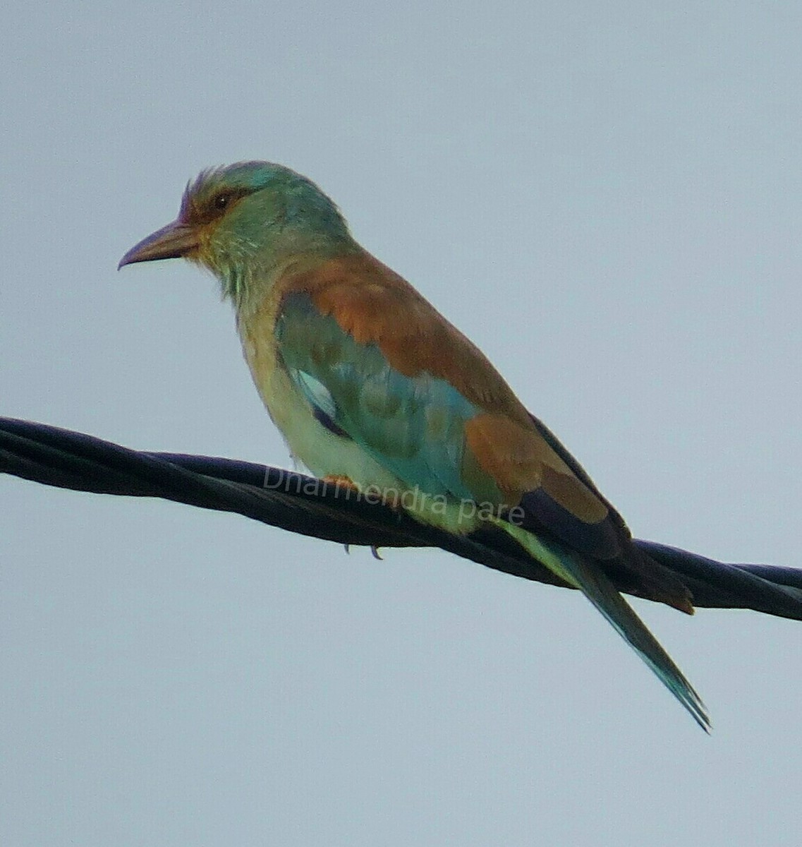 European Roller - ML375988891