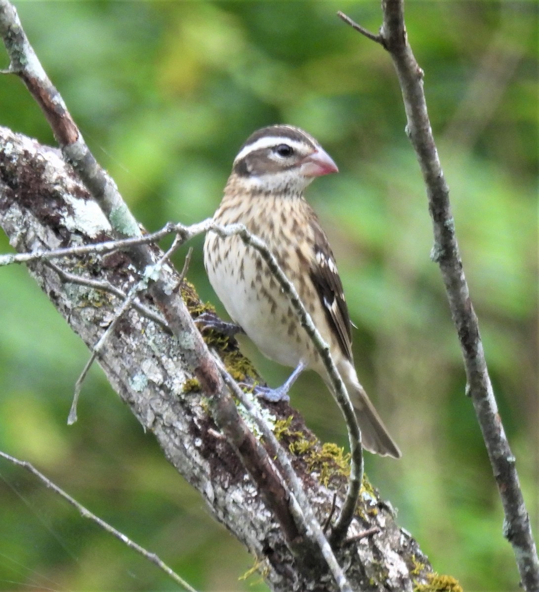 Rose-breasted Grosbeak - ML375988961