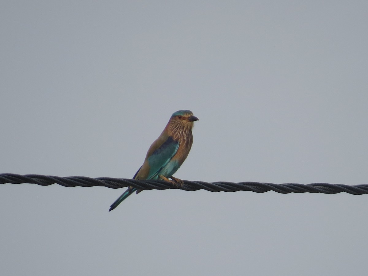 Indian Roller - ML375990131