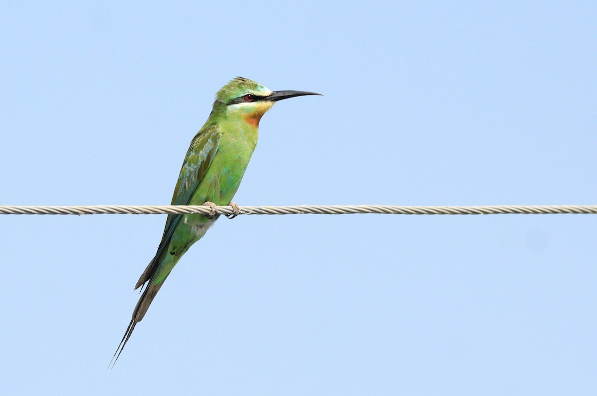 Blue-cheeked Bee-eater - ML37599131
