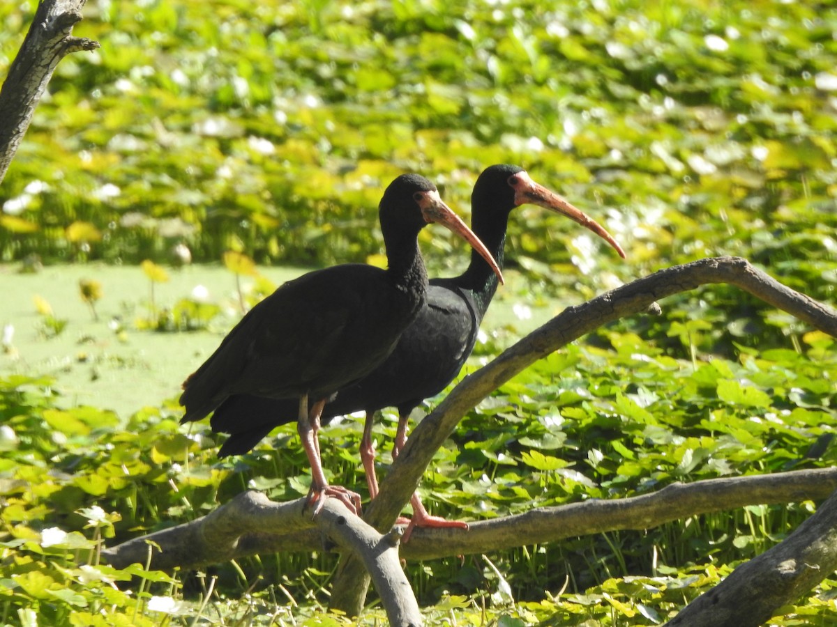 Bare-faced Ibis - ML375991691