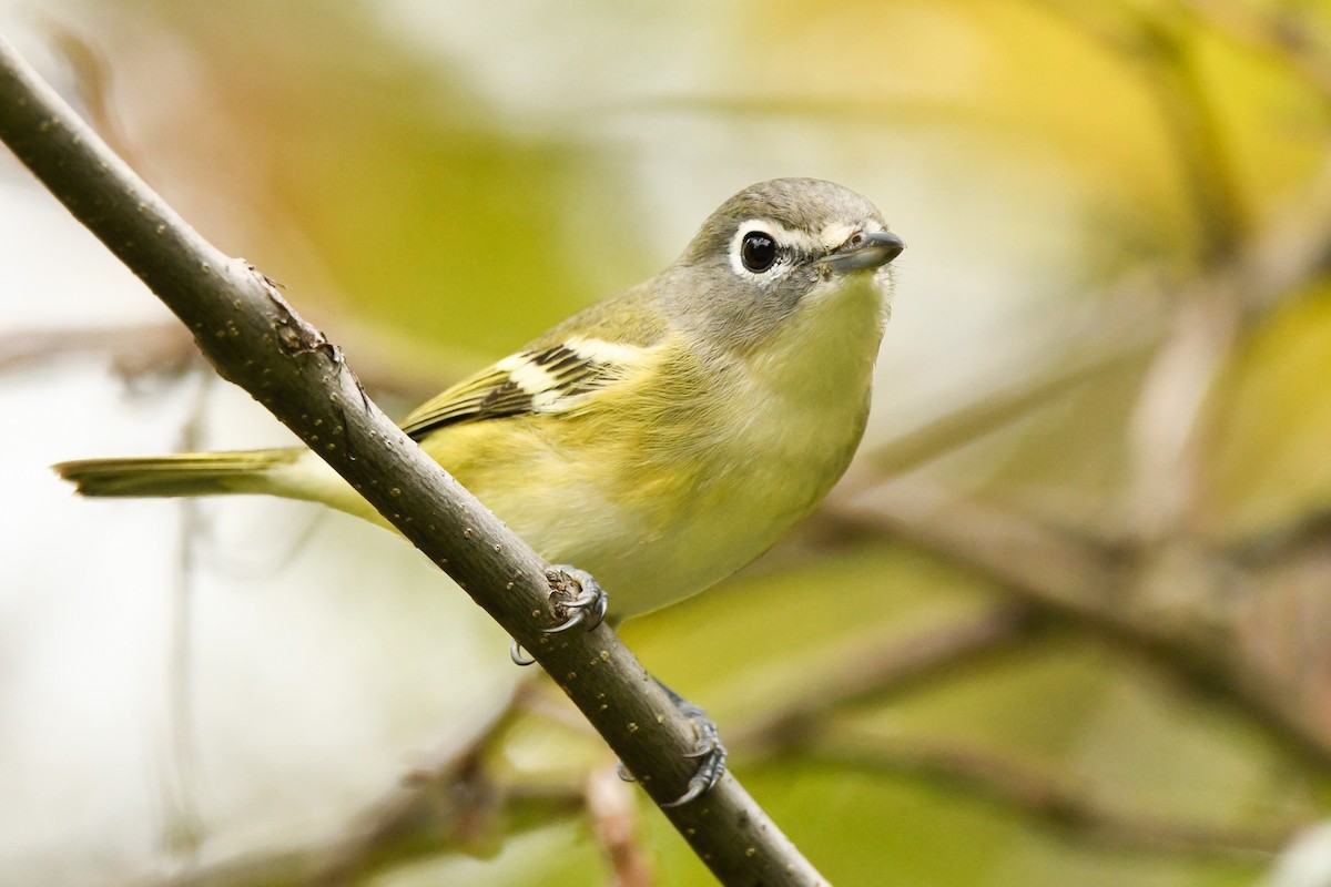 Blue-headed Vireo - Manny Salas