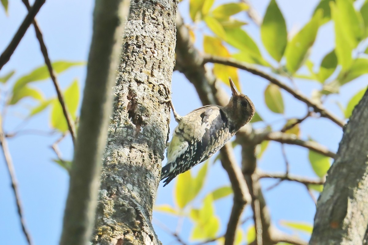 Yellow-bellied Sapsucker - ML375993561