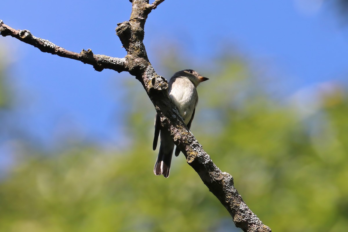 Eastern Wood-Pewee - ML375993651