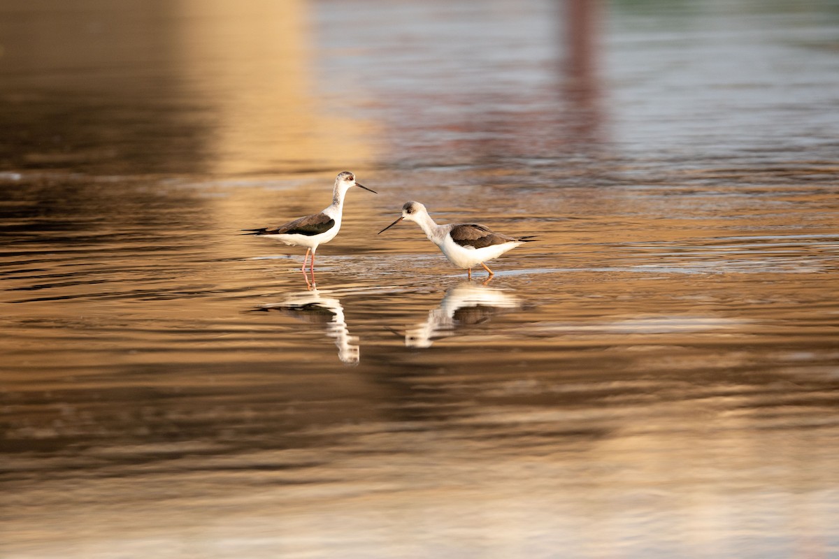 Black-winged Stilt - ML375993671