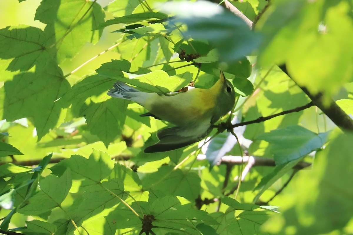 Northern Parula - ML375993731