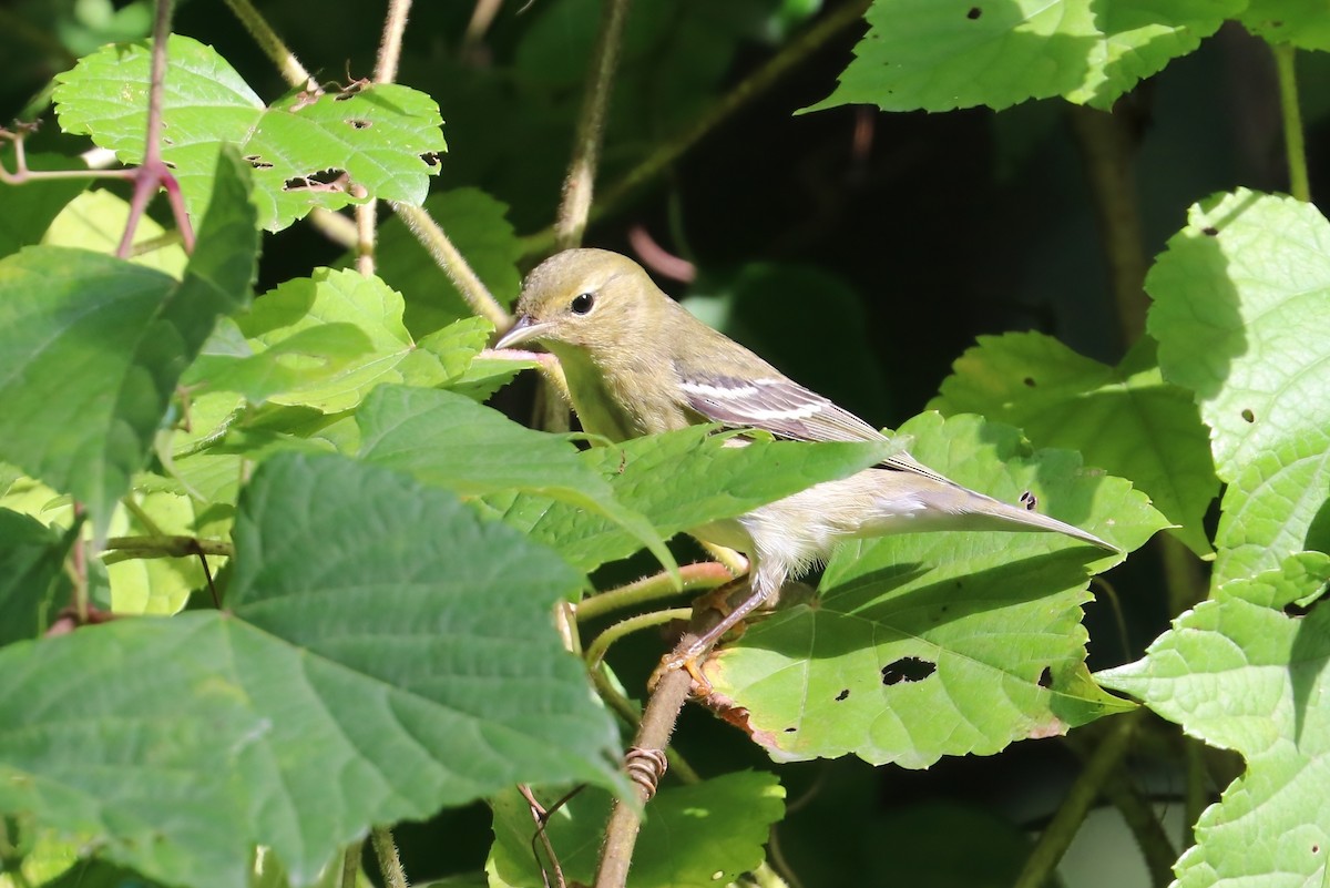 Blackpoll Warbler - ML375993771