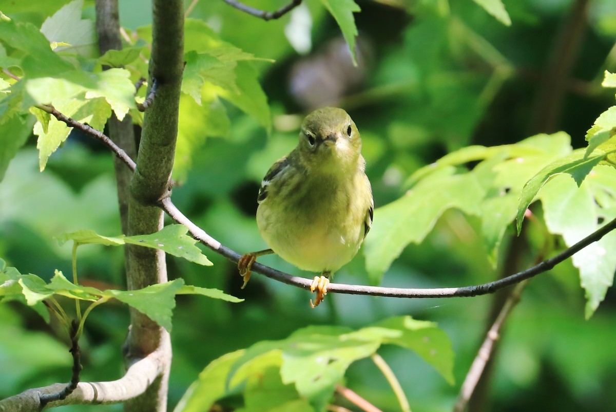 Blackpoll Warbler - ML375993781