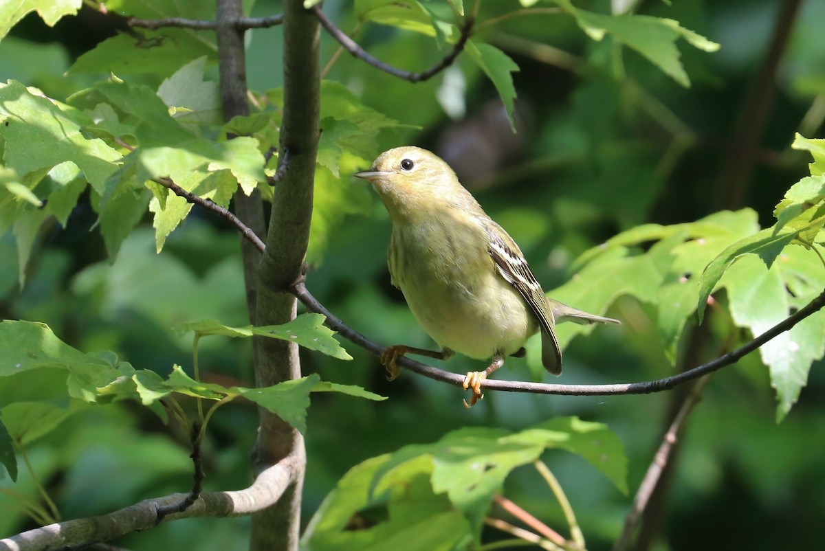 Blackpoll Warbler - ML375993791