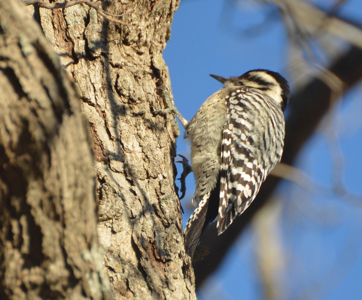 Ladder-backed Woodpecker - ML37599381