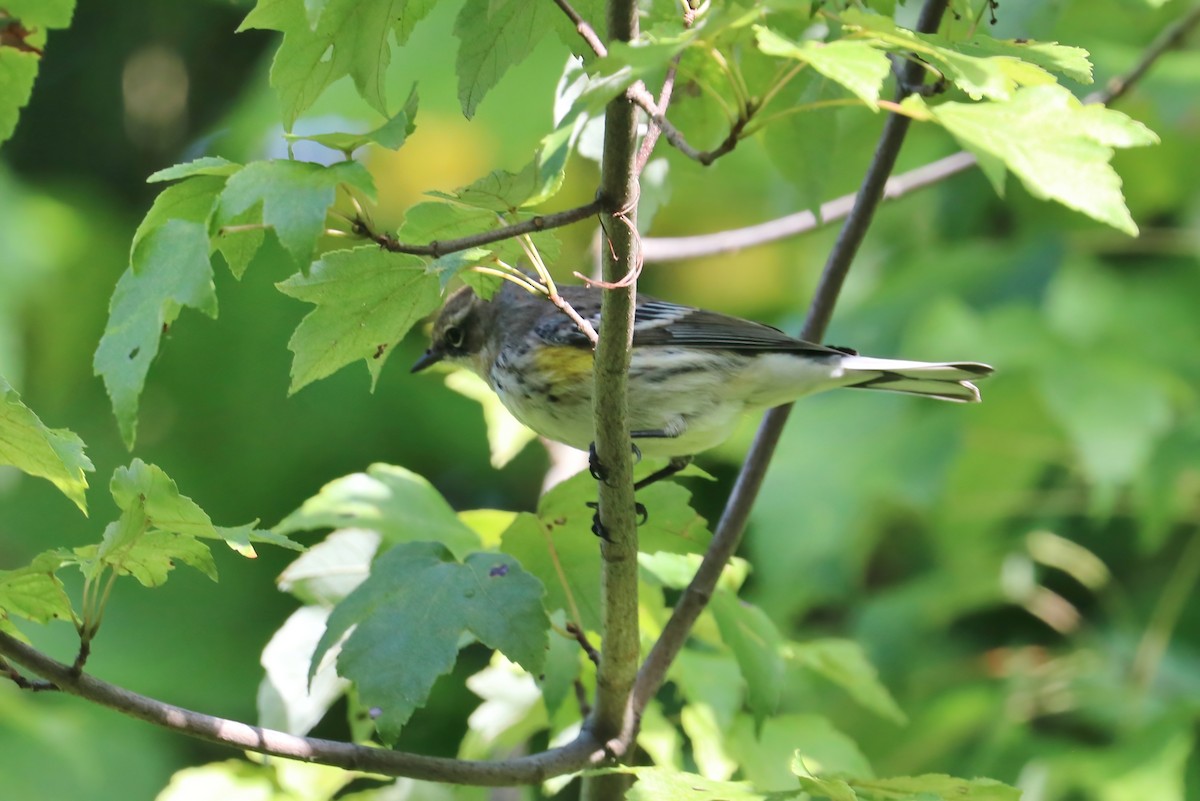 Yellow-rumped Warbler (Myrtle) - ML375993811