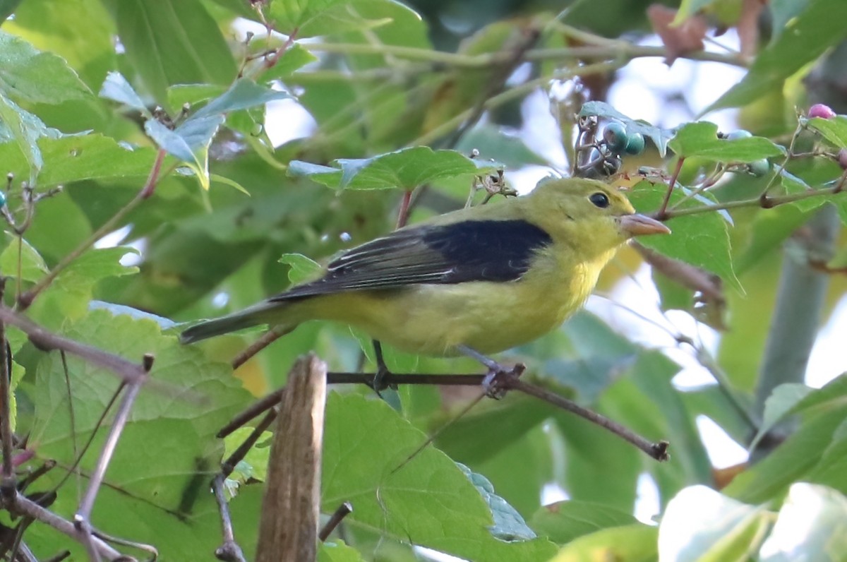 Scarlet Tanager - ML375993841