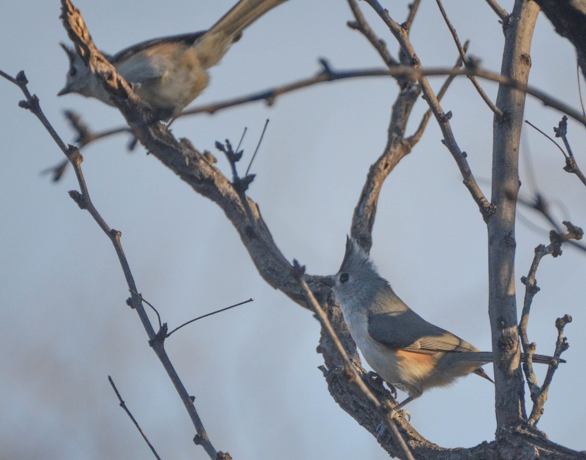 Black-crested Titmouse - ML37599391