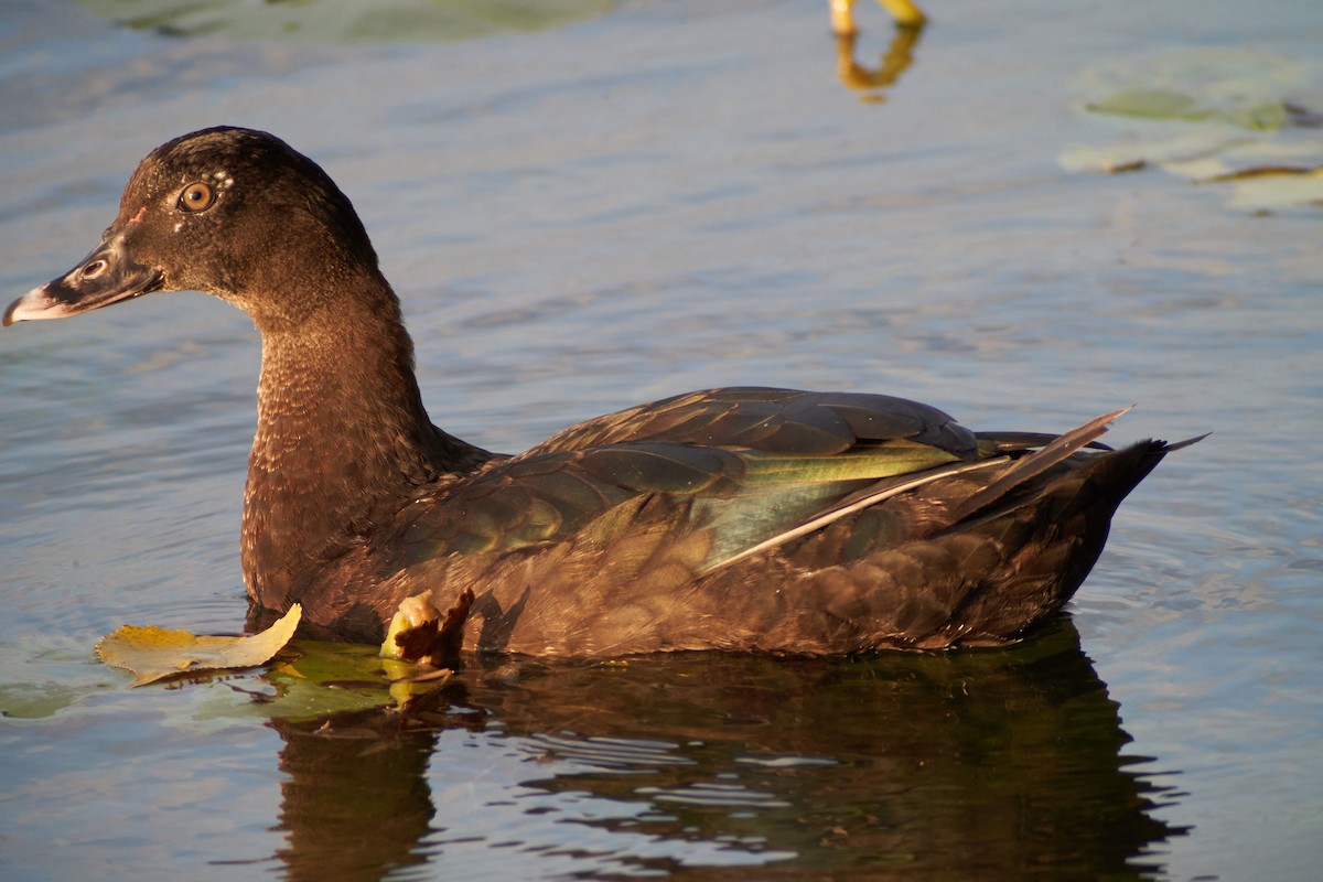 Muscovy Duck (Domestic type) - René Vierath