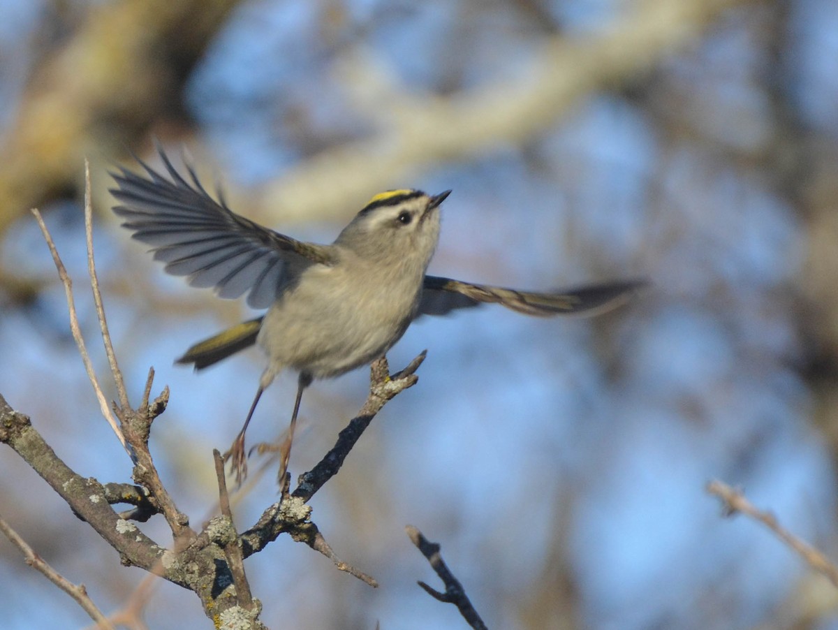 Golden-crowned Kinglet - ML37599421