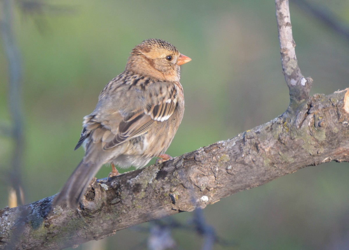 Harris's Sparrow - ML37599431