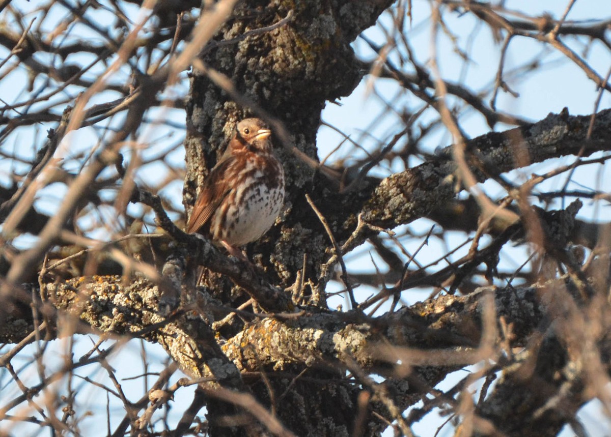 Fox Sparrow (Red) - ML37599441