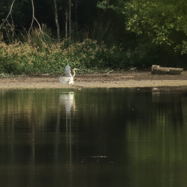 Tricolored Heron - ML375995801