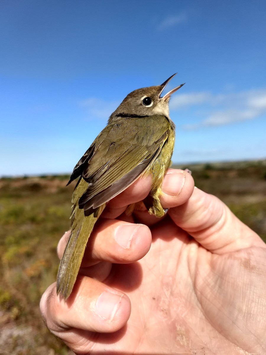 MacGillivray's Warbler - ML375999061