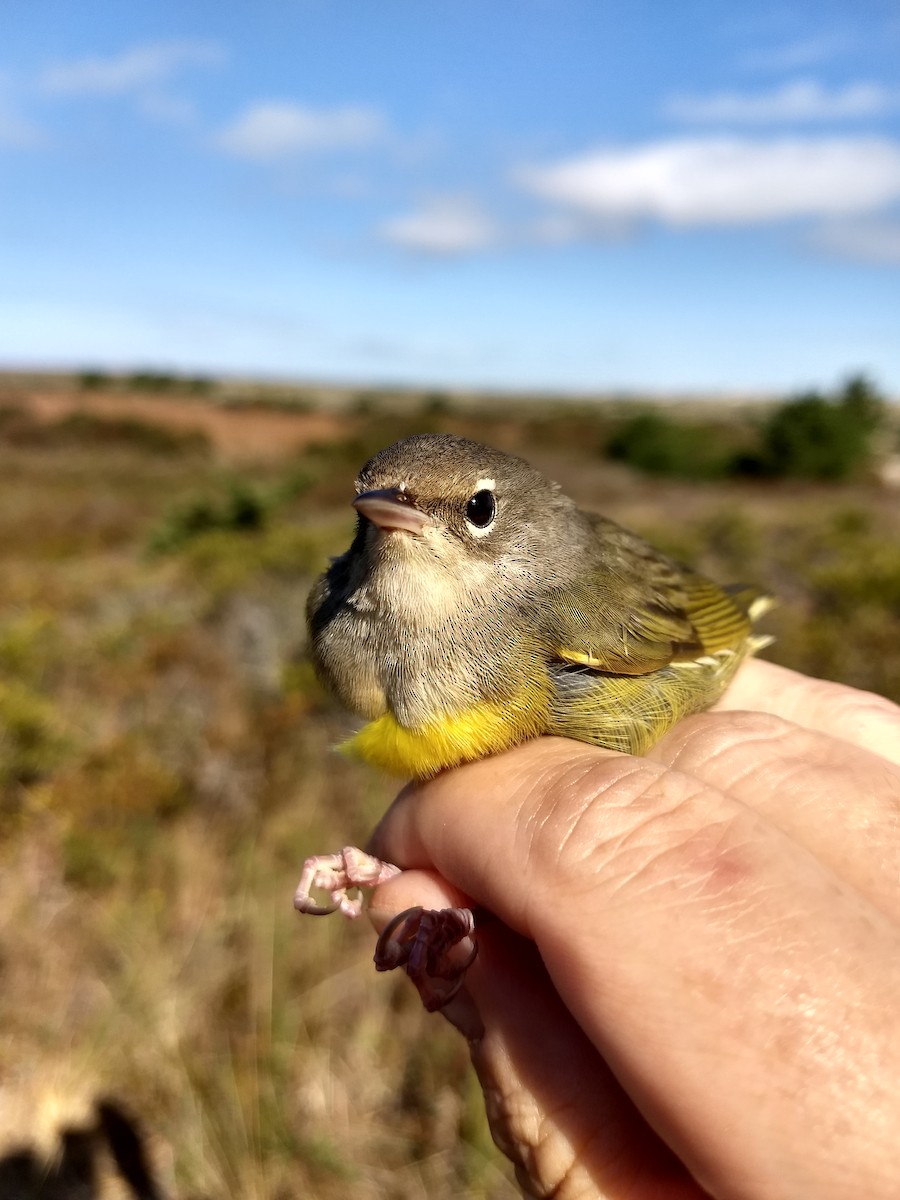 MacGillivray's Warbler - ML375999081