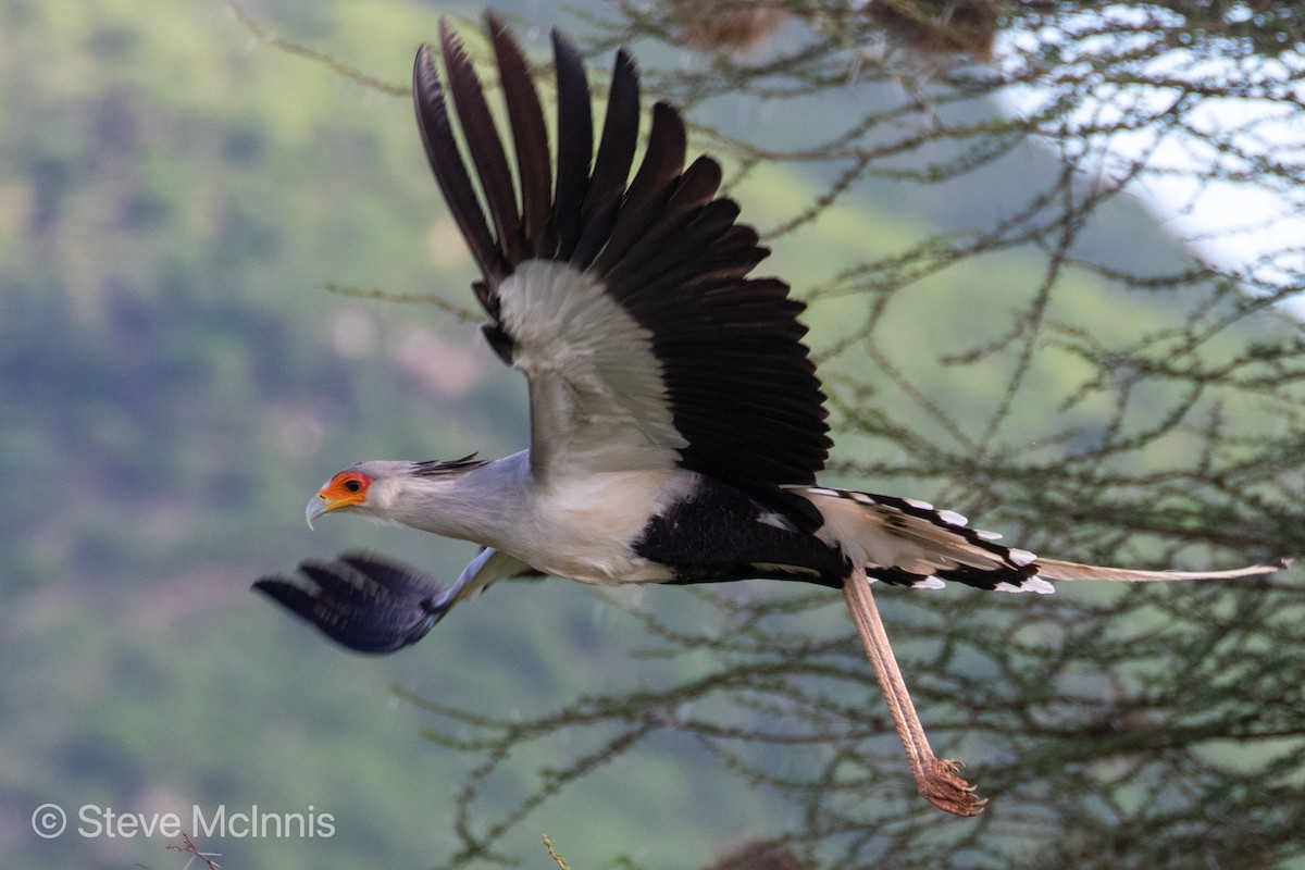 Secretarybird - ML375999221