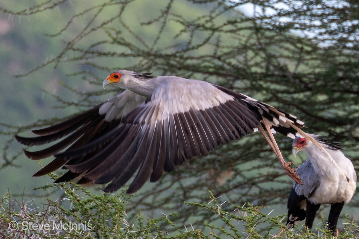 Secretarybird - ML375999241