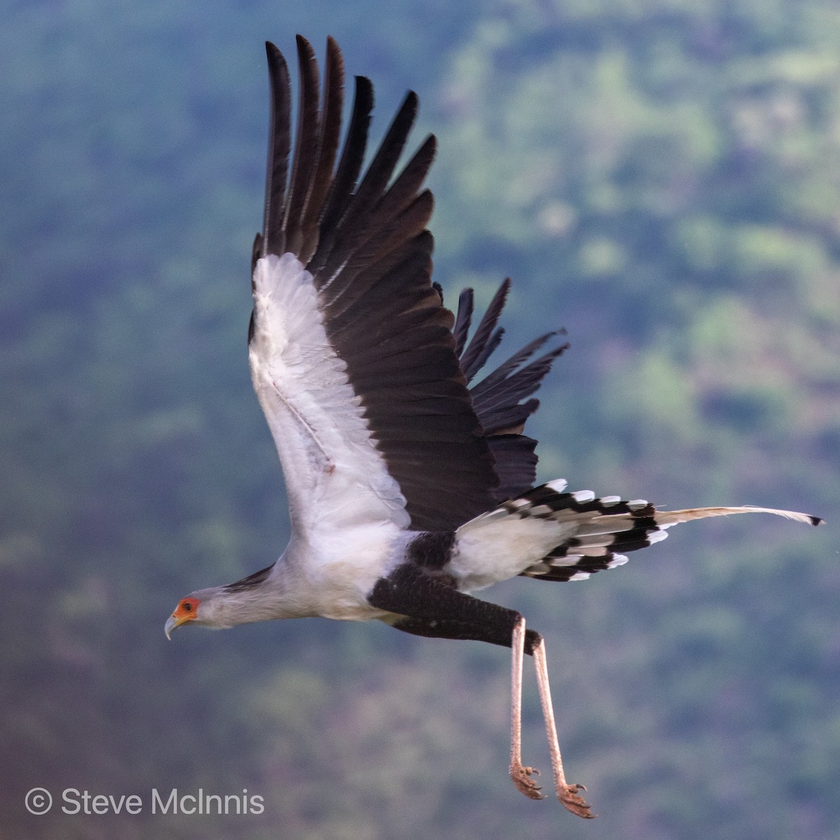 Secretarybird - Steve McInnis