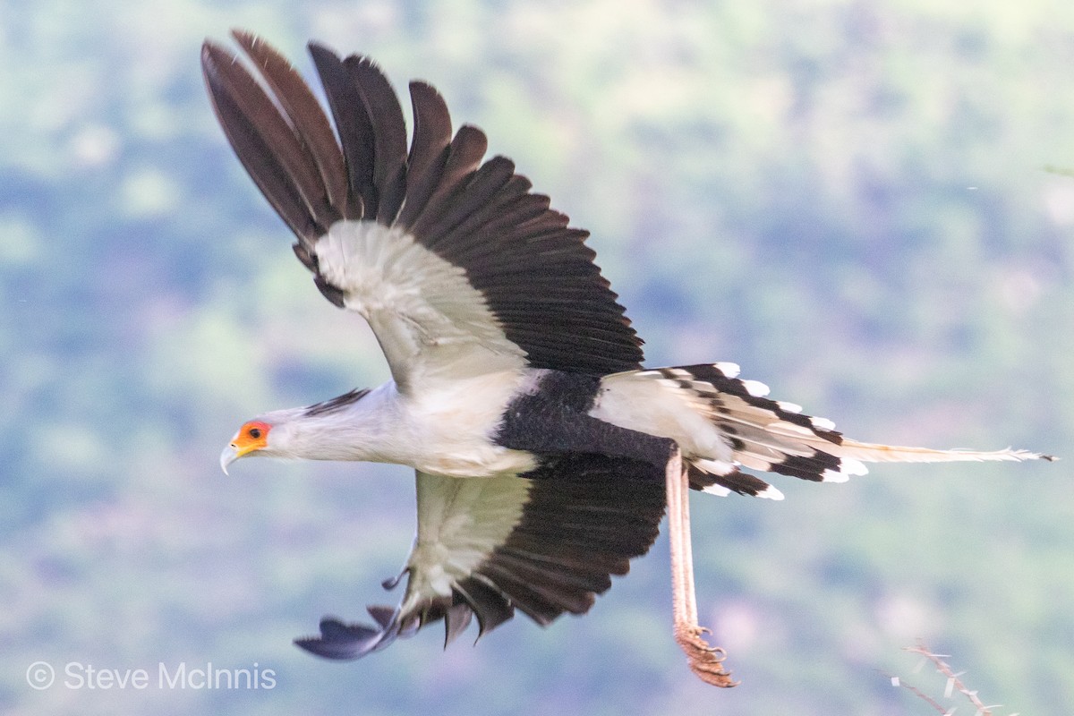 Secretarybird - ML375999261