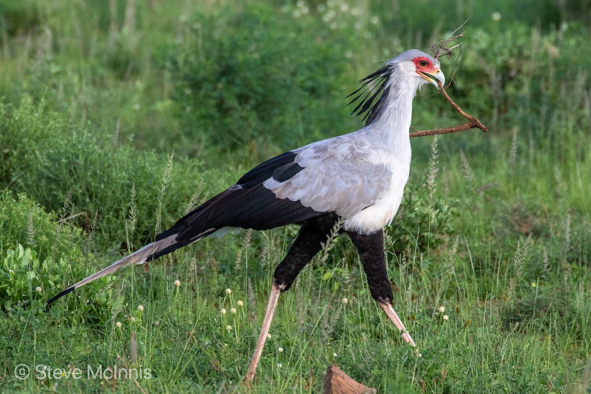 Secretarybird - ML375999271