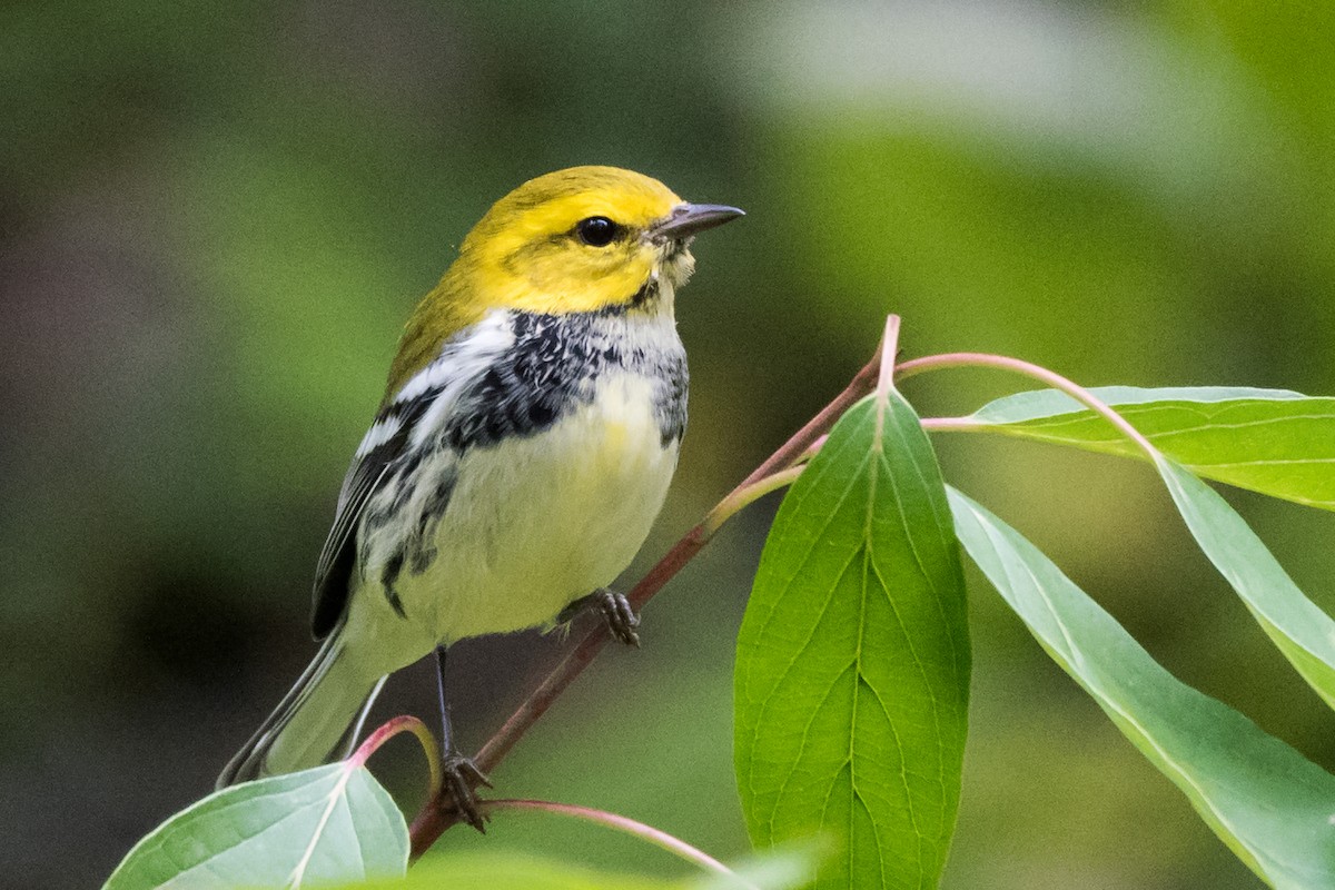 Grünmantel-Waldsänger - ML37600101