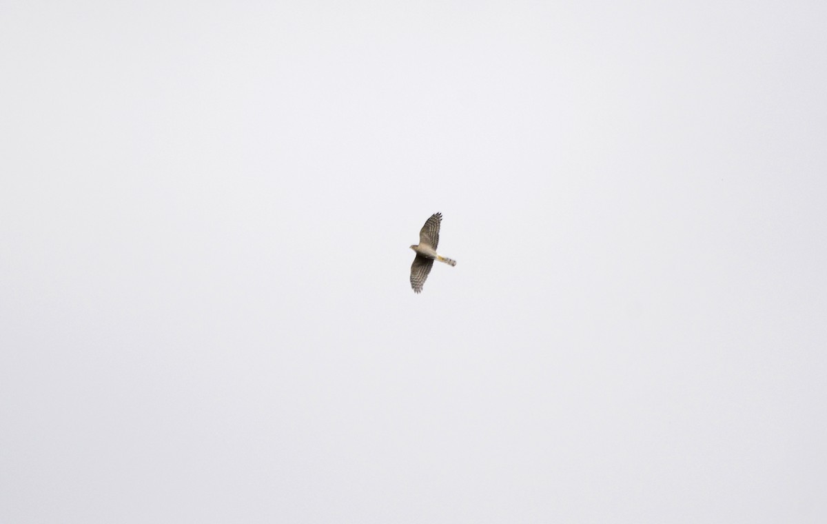 Eurasian Sparrowhawk - Rui Ferreira