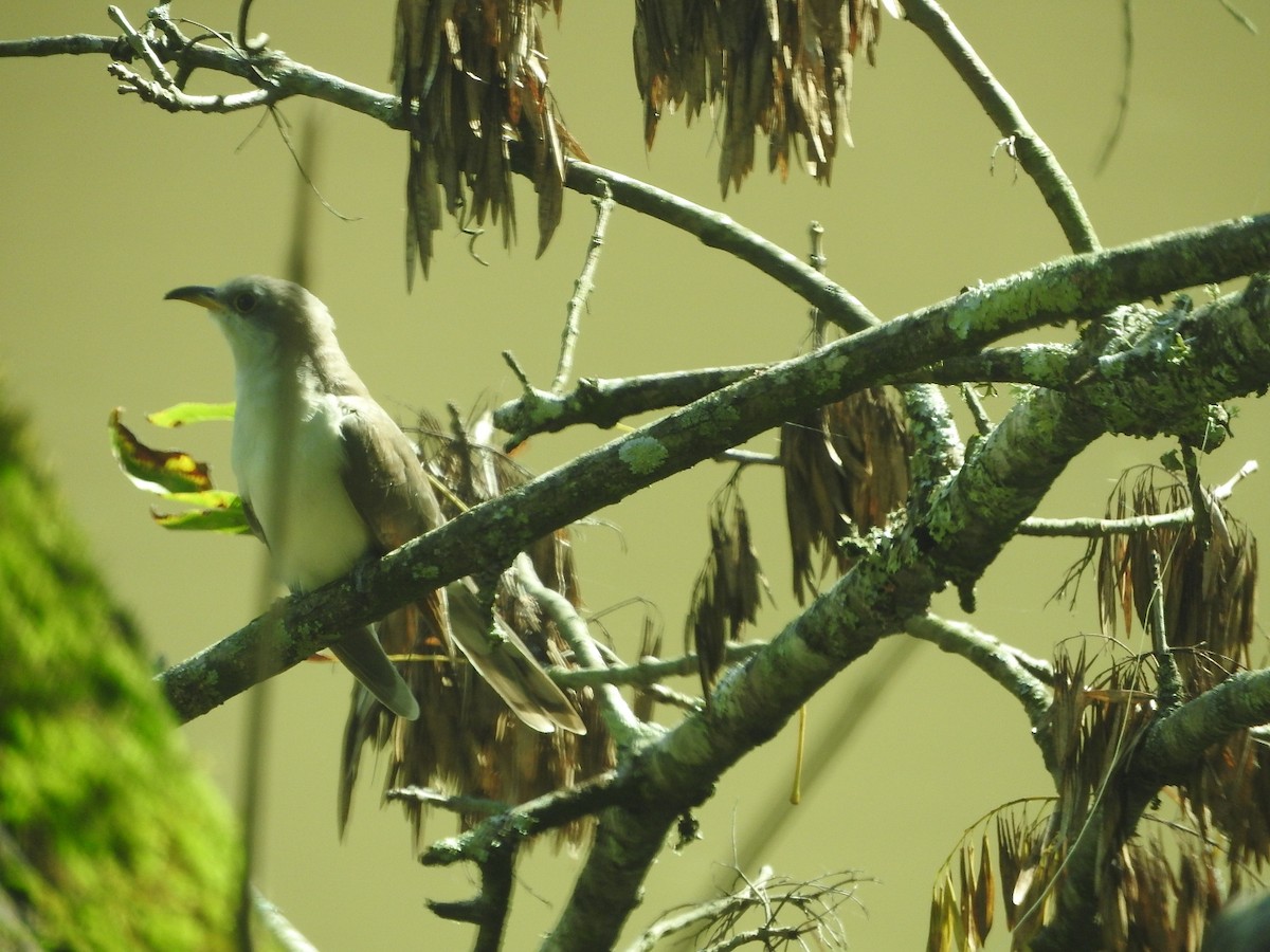 Yellow-billed Cuckoo - ML376002371