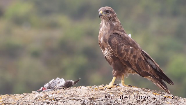 Common Buzzard (Western) - ML376004511