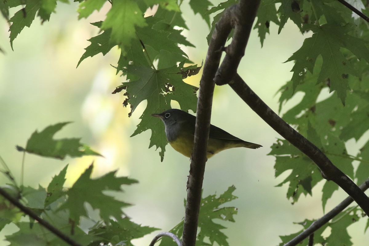 Connecticut Warbler - ML376005771